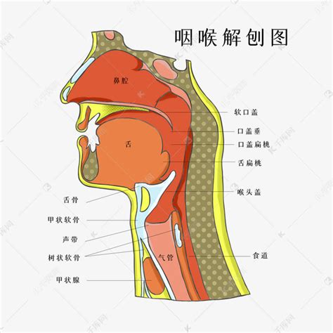 咽喉位置